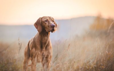 Hunting or Fishing this Fall? Avoid Getting “Trapped” by the Authorities